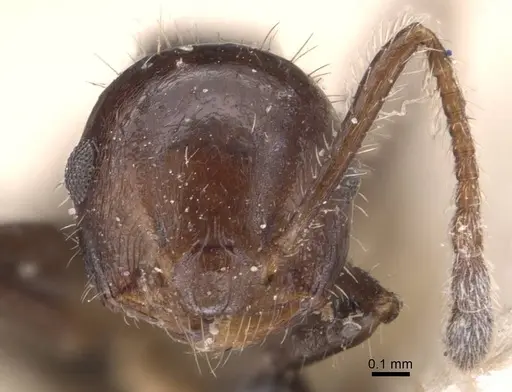 Crematogaster popohana specimen CASENT0907502 image casent0907502_2