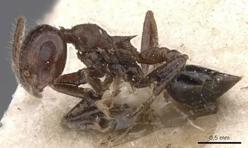 Crematogaster popohana specimen CASENT0907502 image casent0907502_3