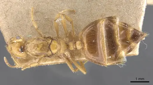 Crematogaster popohana specimen CASENT0907508 image casent0907508_1