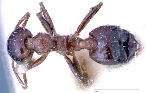 Crematogaster popohana specimen FOCOL0259 image focol0259_1