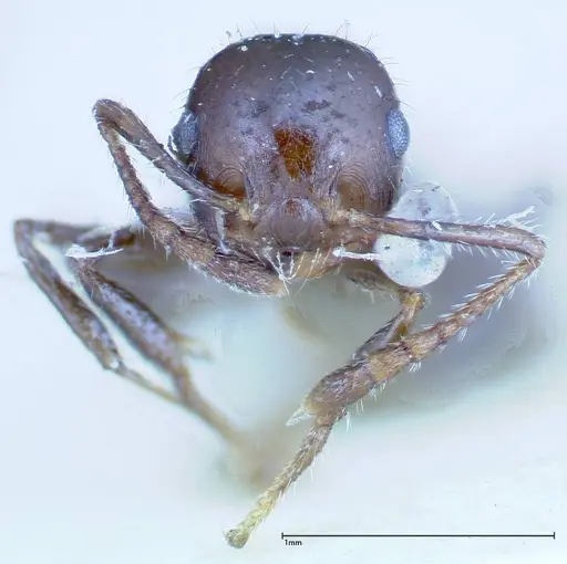Crematogaster popohana specimen FOCOL0259 image focol0259_2