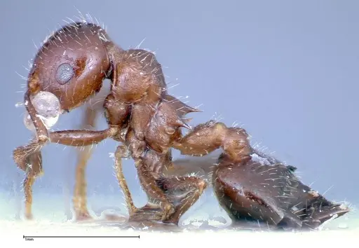 Crematogaster popohana specimen FOCOL0259 image focol0259_3