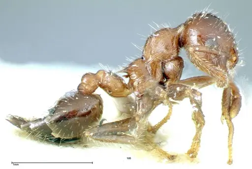 Crematogaster popohana specimen FOCOL0259 image focol0259_4
