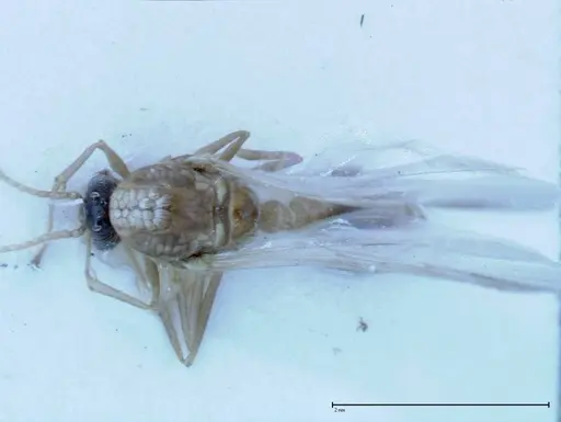 Crematogaster popohana specimen FOCOL0260 image focol0260_1