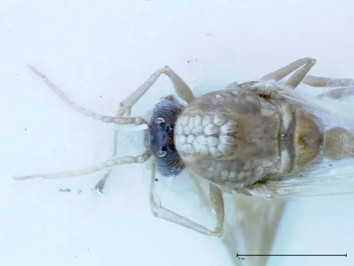 Crematogaster popohana specimen FOCOL0260 image focol0260_2