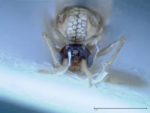 Crematogaster popohana specimen FOCOL0260 image focol0260_3