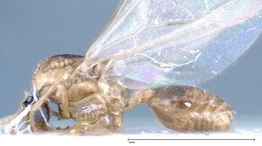 Crematogaster popohana specimen FOCOL0260 image focol0260_4