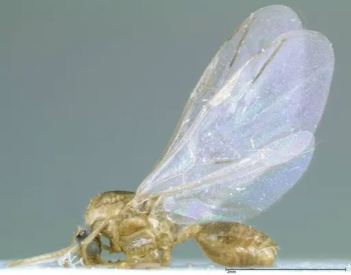 Crematogaster popohana specimen FOCOL0260 image focol0260_5