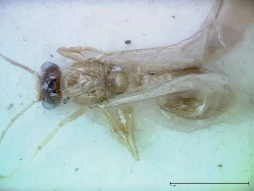 Crematogaster popohana specimen FOCOL0262 image focol0262_1
