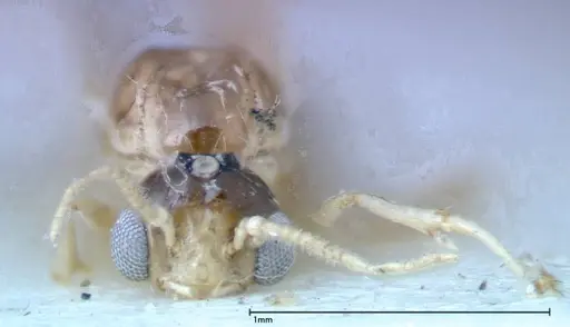Crematogaster popohana specimen FOCOL0262 image focol0262_2