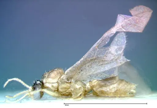 Crematogaster popohana specimen FOCOL0262 image focol0262_3