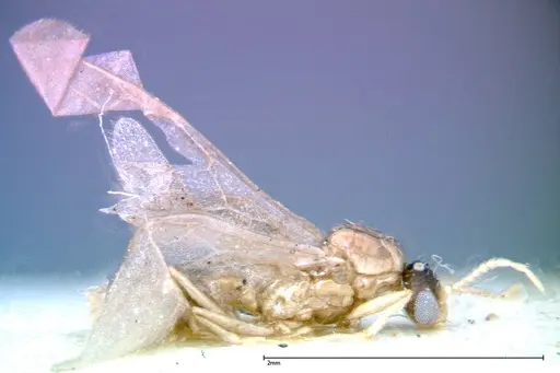 Crematogaster popohana specimen FOCOL0262 image focol0262_4