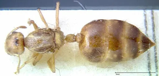 Crematogaster popohana specimen FOCOL0263-1 image focol0263-1_1