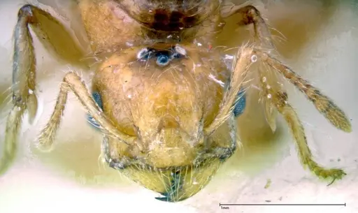 Crematogaster popohana specimen FOCOL0263-1 image focol0263-1_2
