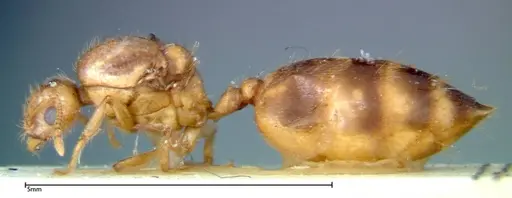 Crematogaster popohana specimen FOCOL0263-1 image focol0263-1_3