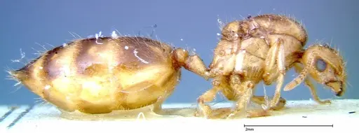 Crematogaster popohana specimen FOCOL0263-1 image focol0263-1_4
