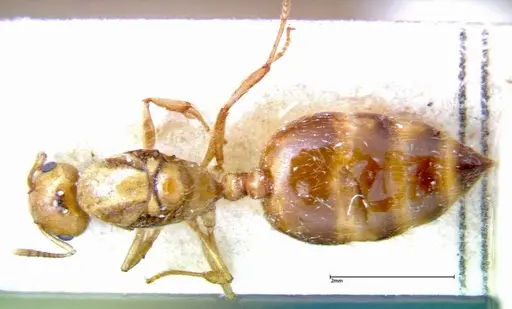 Crematogaster popohana specimen FOCOL0263-2 image focol0263-2_1