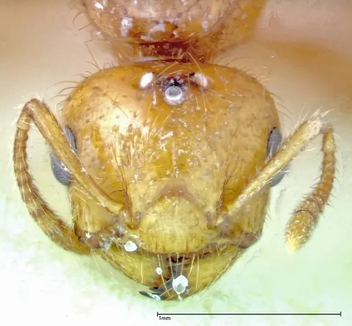 Crematogaster popohana specimen FOCOL0263-2 image focol0263-2_2