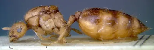 Crematogaster popohana specimen FOCOL0263-2 image focol0263-2_3