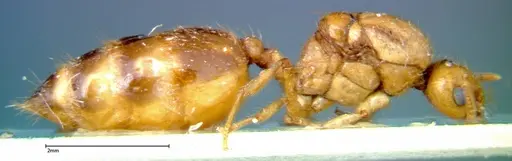 Crematogaster popohana specimen FOCOL0263-2 image focol0263-2_4