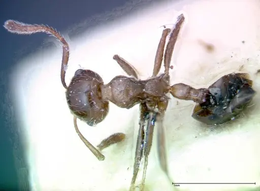Crematogaster popohana specimen FOCOL0264 image focol0264_1