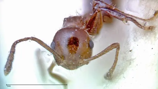 Crematogaster popohana specimen FOCOL0264 image focol0264_2