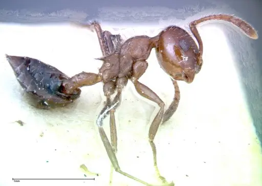 Crematogaster popohana specimen FOCOL0264 image focol0264_3