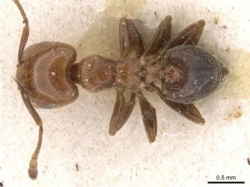 Crematogaster pseudinermis specimen CASENT0908552 image casent0908552_1