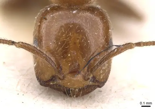 Crematogaster pseudinermis specimen CASENT0908552 image casent0908552_2