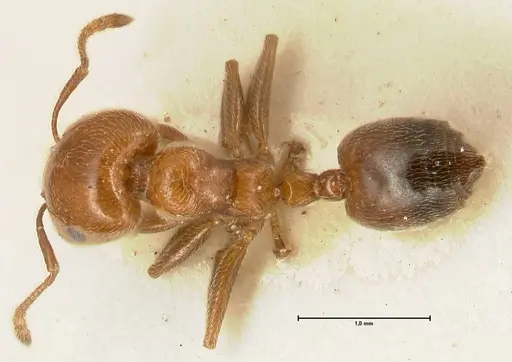 Crematogaster pseudinermis specimen FOCOL1470 image focol1470_1