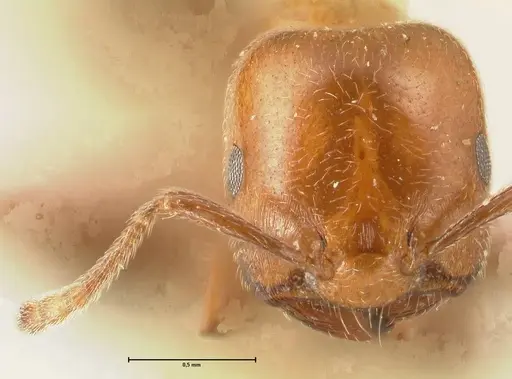 Crematogaster pseudinermis specimen FOCOL1470 image focol1470_2