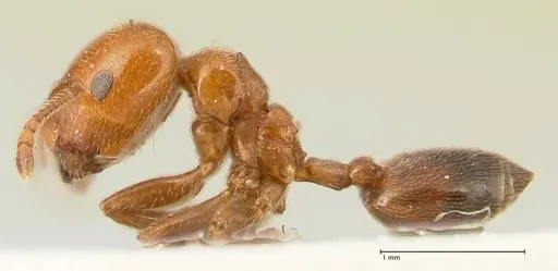 Crematogaster pseudinermis specimen FOCOL1470 image focol1470_3
