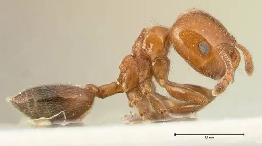 Crematogaster pseudinermis specimen FOCOL1470 image focol1470_4
