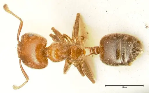 Crematogaster pseudinermis specimen FOCOL1471 image focol1471_1