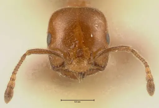 Crematogaster pseudinermis specimen FOCOL1471 image focol1471_2