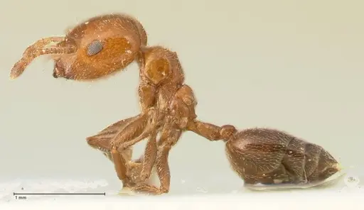 Crematogaster pseudinermis specimen FOCOL1471 image focol1471_3