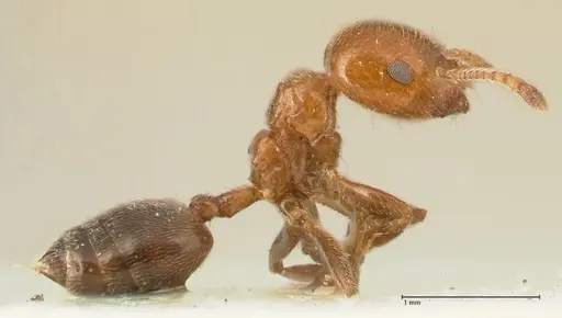 Crematogaster pseudinermis specimen FOCOL1471 image focol1471_4