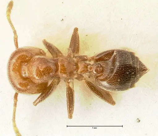 Crematogaster pseudinermis specimen FOCOL1472 image focol1472_1