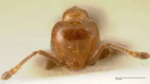Crematogaster pseudinermis specimen FOCOL1472 image focol1472_2