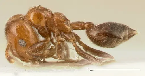 Crematogaster pseudinermis specimen FOCOL1472 image focol1472_3