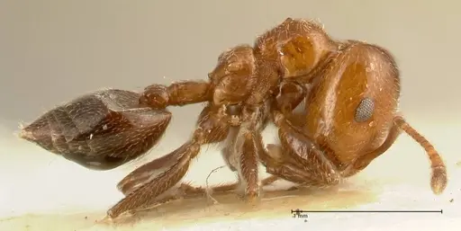 Crematogaster pseudinermis specimen FOCOL1472 image focol1472_4