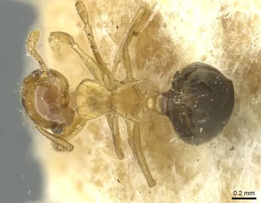 Crematogaster pulchella specimen CASENT0913653 image casent0913653_1