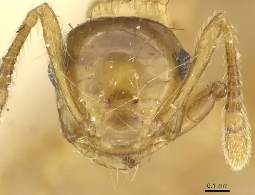 Crematogaster pulchella specimen CASENT0913653 image casent0913653_2
