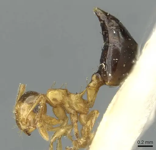 Crematogaster pulchella specimen CASENT0913653 image casent0913653_3