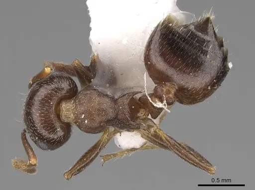 Crematogaster punctulata specimen CASENT0914495 image casent0914495_1