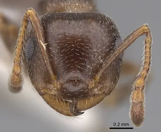Crematogaster punctulata specimen CASENT0914495 image casent0914495_2