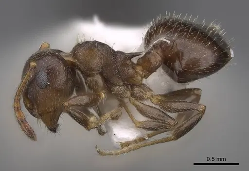 Crematogaster punctulata specimen CASENT0914495 image casent0914495_3