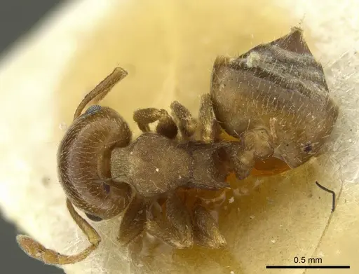 Crematogaster punctulata specimen CASENT0919708 image casent0919708_1