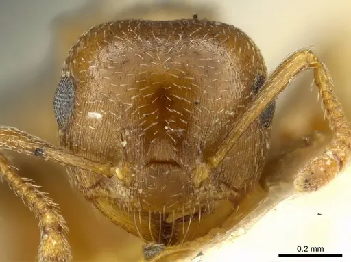 Crematogaster punctulata specimen CASENT0919708 image casent0919708_2