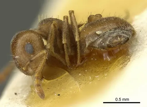 Crematogaster punctulata specimen CASENT0919708 image casent0919708_3
